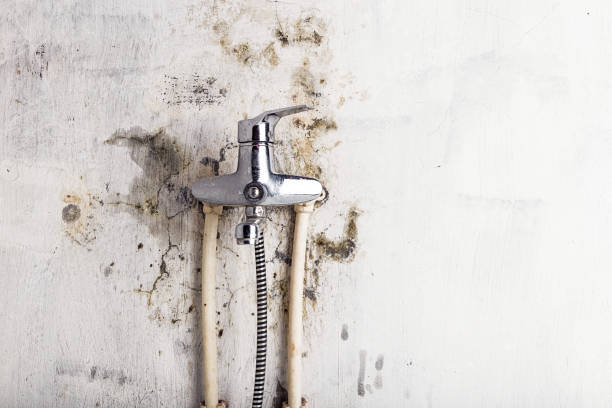 Best Best Mold Removal Companies  in Georgetown, IN
