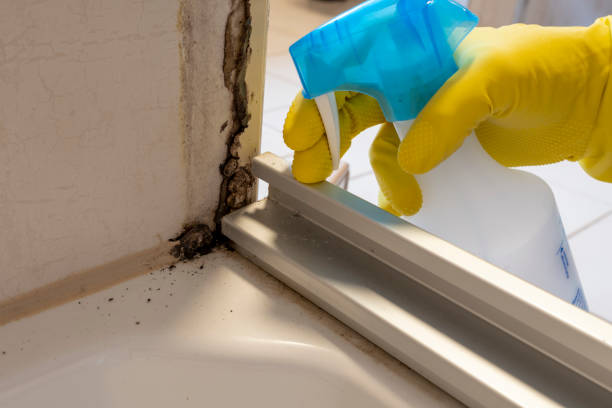 Professional Mold Removal in Georgetown, IN