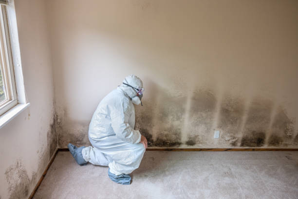 Best Affordable Mold Removal  in Georgetown, IN