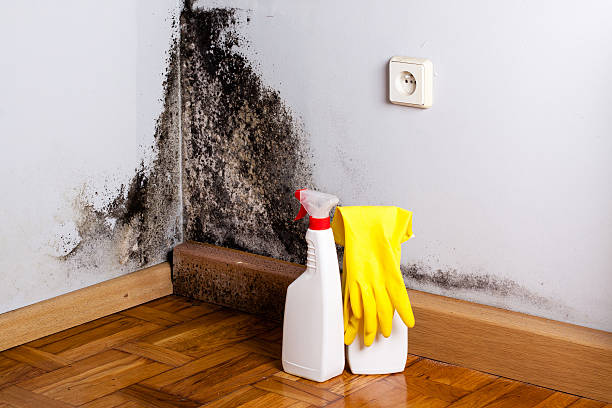 Best Certified Mold Removal  in Georgetown, IN