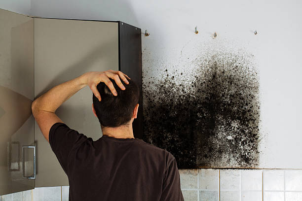 Best Mold Damage Repair  in Georgetown, IN