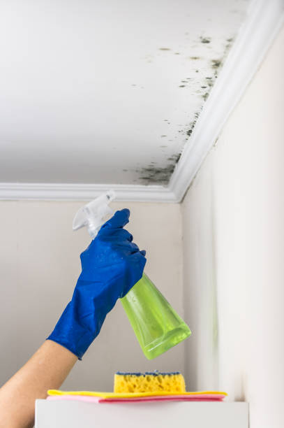 Best Local Mold Removal Service  in Georgetown, IN